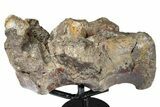 Fossil Dinosaur (Tenontosaurus) Sacral Vertebrae - Montana #342166-1
